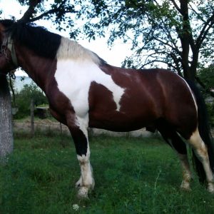 Selling horses