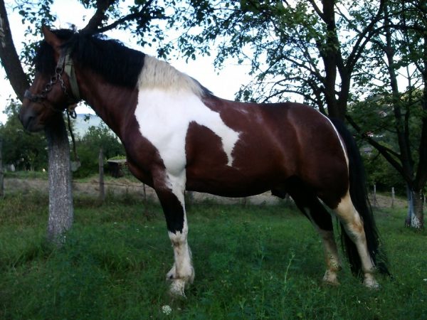 Selling horses