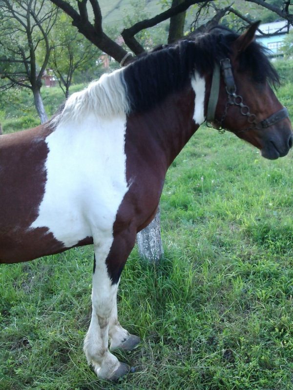 ⁦Selling horses⁩ - الصورة ⁦4⁩