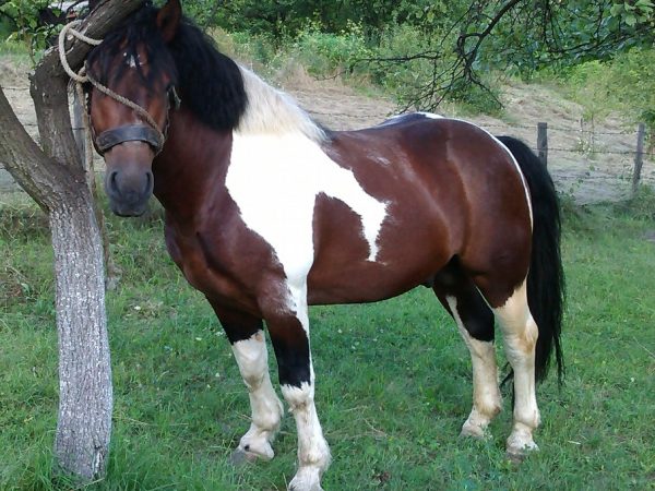 ⁦Selling horses⁩ - الصورة ⁦2⁩