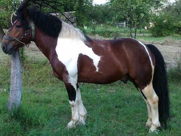 ⁦Selling horses⁩ - الصورة ⁦3⁩