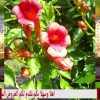 فيلا للإيجار فى سراييفو نجارتش موقع مميز جدا فى البوسنة واالهرسك
